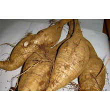 Экстракт корня Pueraria Экстракт корня Kudzu